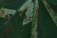 Cameraria ohridella