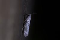 Yponomeuta irrorella