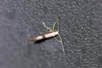 Argyresthia spinosella