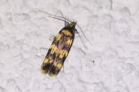 Oegoconia