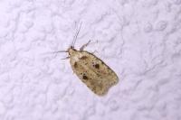 Agonopterix arenella
