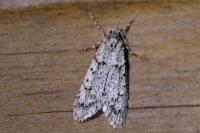 Diurnea fagella