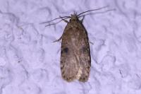 Agonopterix propinquella
