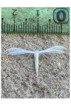 Pterophorus pentadactylus