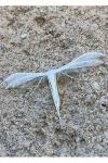 Pterophorus pentadactylus