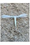 Pterophorus pentadactylus
