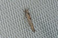 Zelleria oleastrella