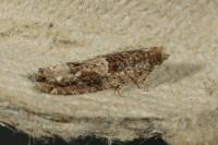 Crocidosema plebejana