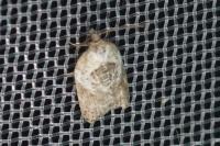Acleris variegana