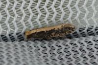Monopis crocicapitella
