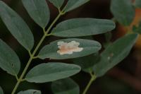 Parectopa robiniella