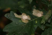 Tischeria ekebladella