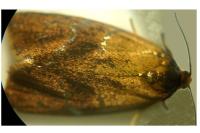 Ptycholoma lecheana