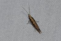 Plutella xylostella