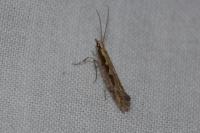 Plutella xylostella
