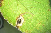 Stigmella plagicolella