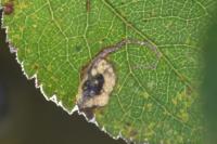 Stigmella plagicolella