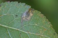 Stigmella plagicolella