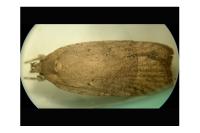 Agonopterix scopariella
