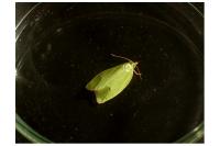 Tortrix viridana