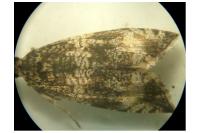 Celypha lacunana