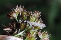 Coleophora