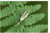 Harpella forficella