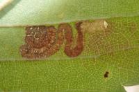 Stigmella viscerella