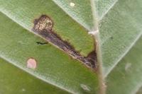 Stigmella