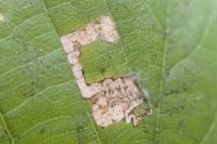 Stigmella tiliae