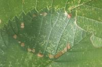 Ancylis upupana