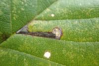 Stigmella