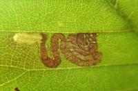 Stigmella viscerella