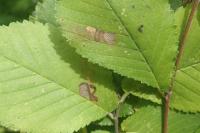 Stigmella viscerella