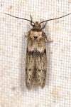 Blastobasis glandulella