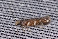 Oxypteryx wilkella