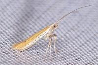 Aspilapteryx tringipennella
