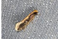 Monopis crocicapitella