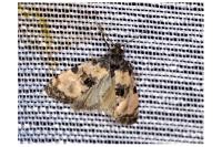 Cochylichroa atricapitana