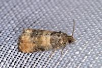 Piniphila bifasciana