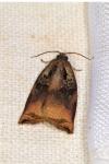 Archips podana