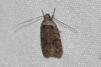 Agonopterix