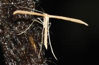 Emmelina monodactyla