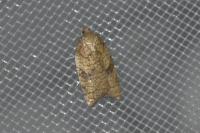 Acleris rhombana