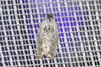 Acleris variegana