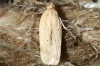 Agonopterix pallorella