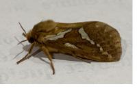 Korscheltellus lupulinus