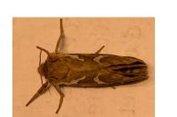Korscheltellus lupulinus