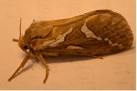 Korscheltellus lupulinus