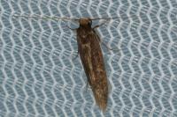 Opogona omoscopa
